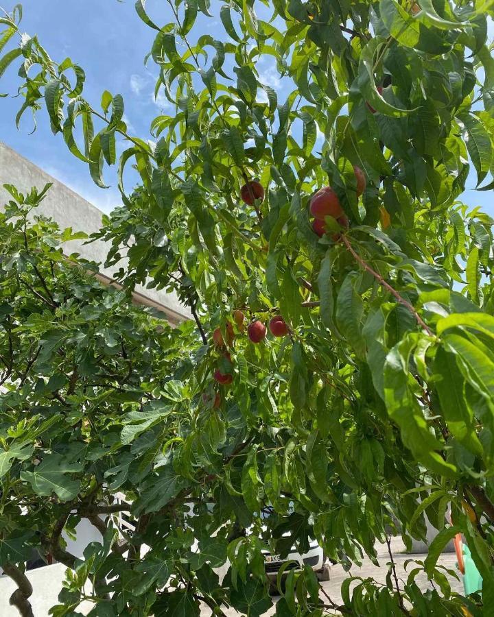 Apartmani Zelenika Herceg Novi Bagian luar foto